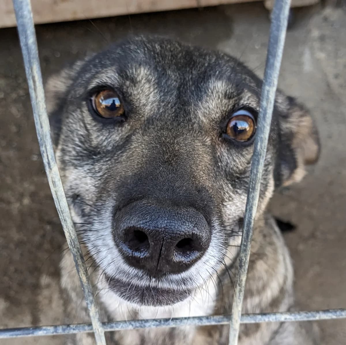 Morsza, female 4yo Mixed Breed for adoption at Initiative Karpatenstreuner e.V.