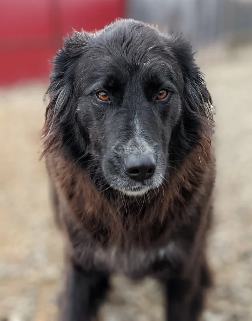 Noroc, female senior Mixed Breed for adoption at Initiative Karpatenstreuner e.V.