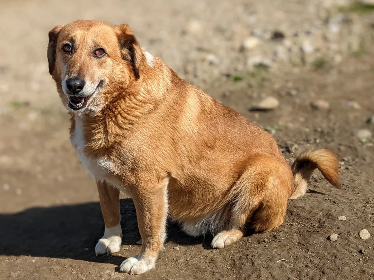 Nuri, weiss male senior Mixed Breed for adoption at Initiative Karpatenstreuner e.V.