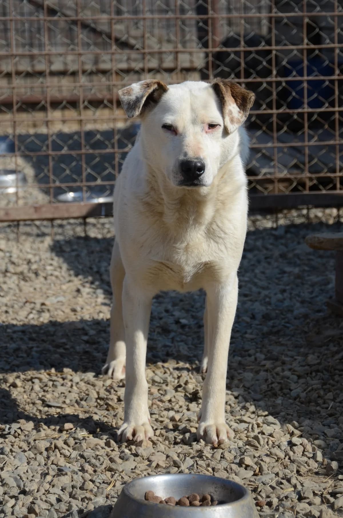 Proud, weiss male 5yo Mixed Breed for adoption at Initiative Karpatenstreuner e.V.