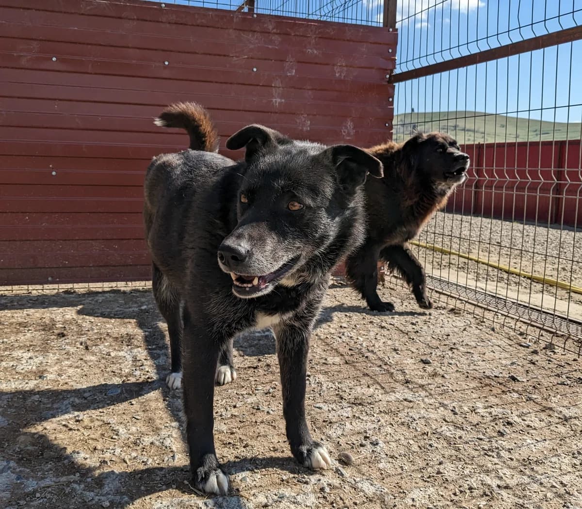 Sheena, female senior Mixed Breed for adoption at Initiative Karpatenstreuner e.V.