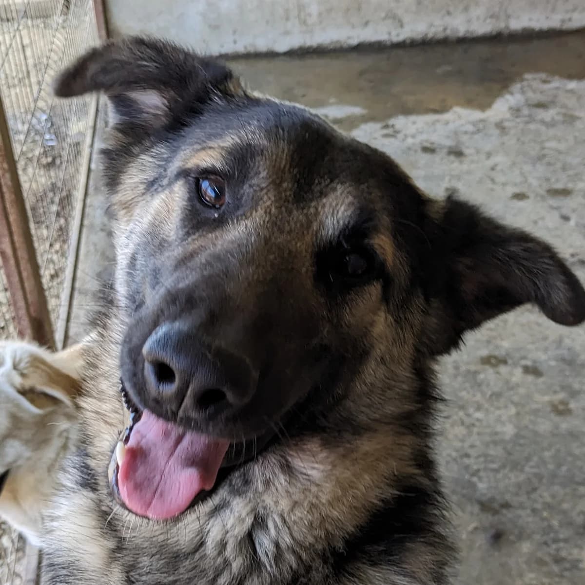 Tasco, male 4yo Mixed Breed for adoption at Initiative Karpatenstreuner e.V.