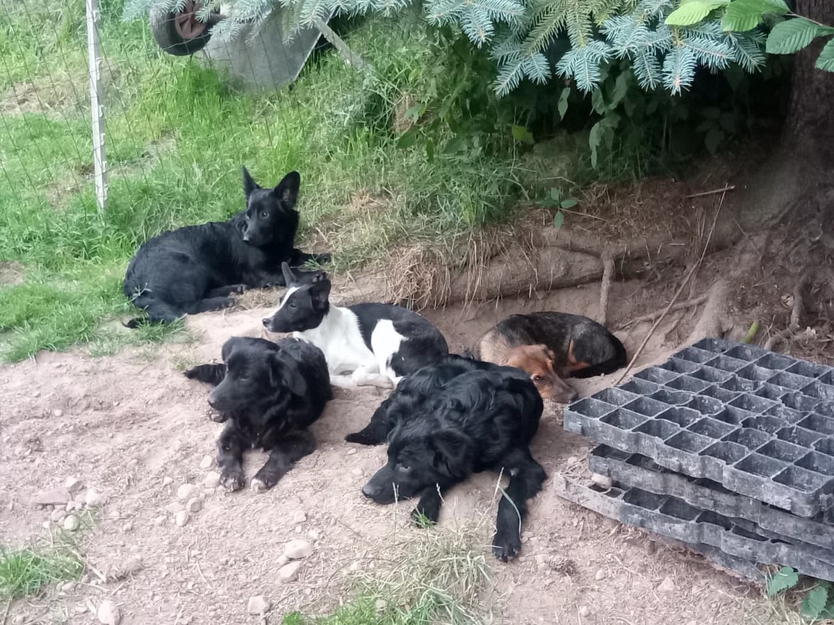 Venusz, female young Mixed Breed for adoption at Initiative Karpatenstreuner e.V.