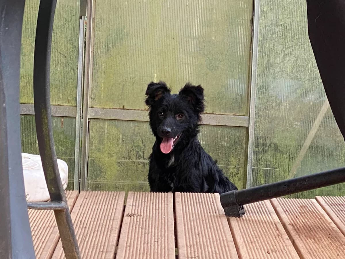 Villam, male young Mixed Breed for adoption at Initiative Karpatenstreuner e.V.