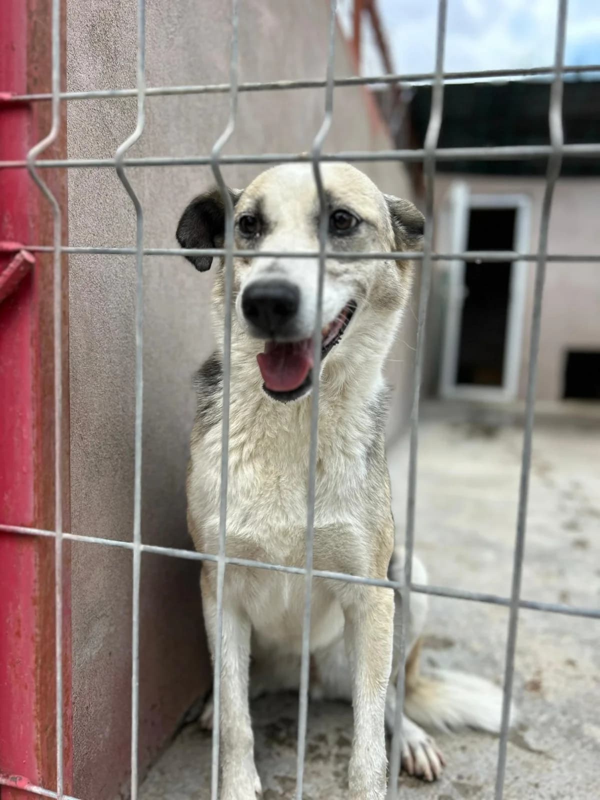 Ada, female Mixed Breed for adoption at Kola Kariola — photo 2 of 7