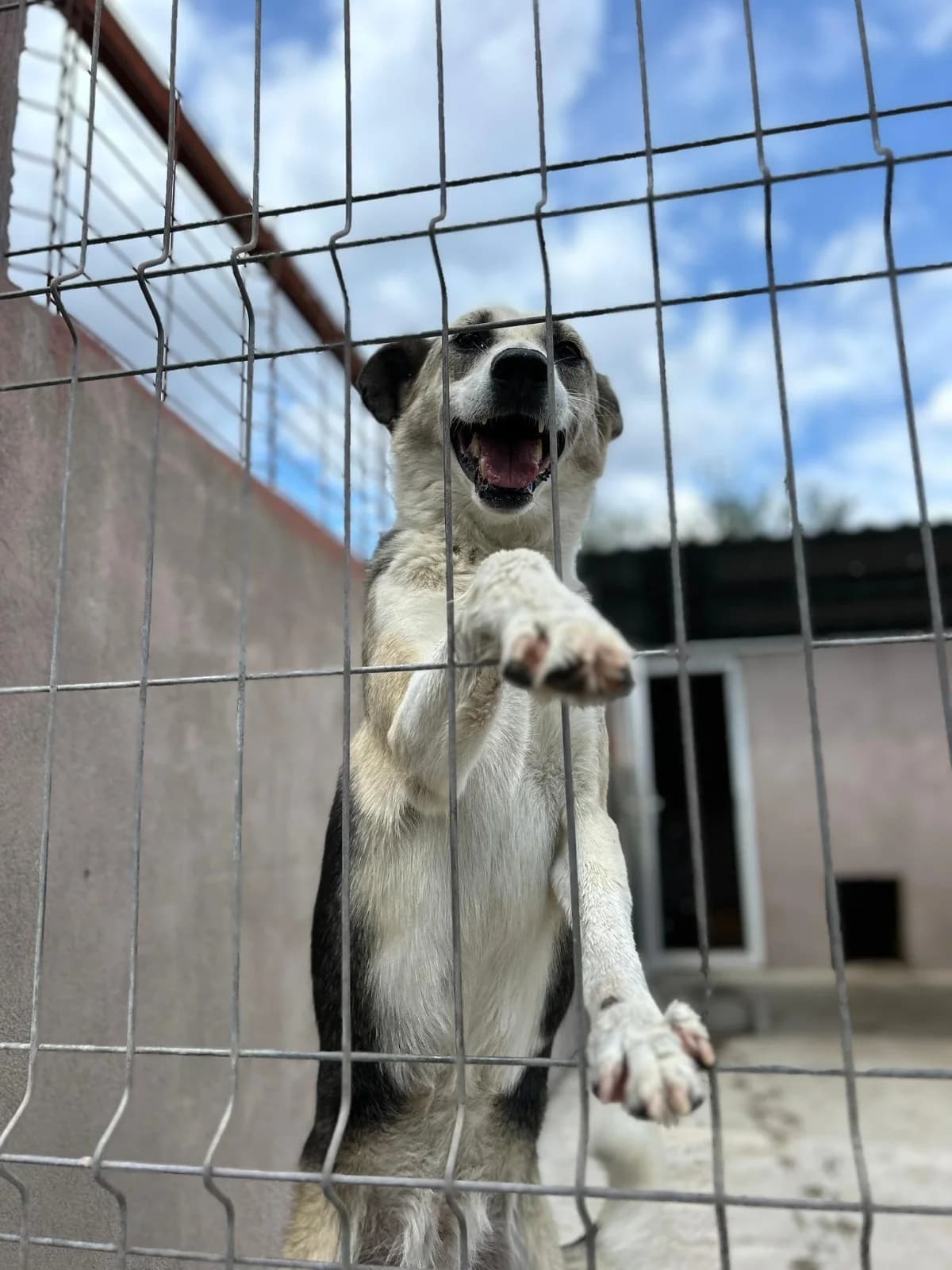 Ada, female Mixed Breed for adoption at Kola Kariola — photo 3 of 7