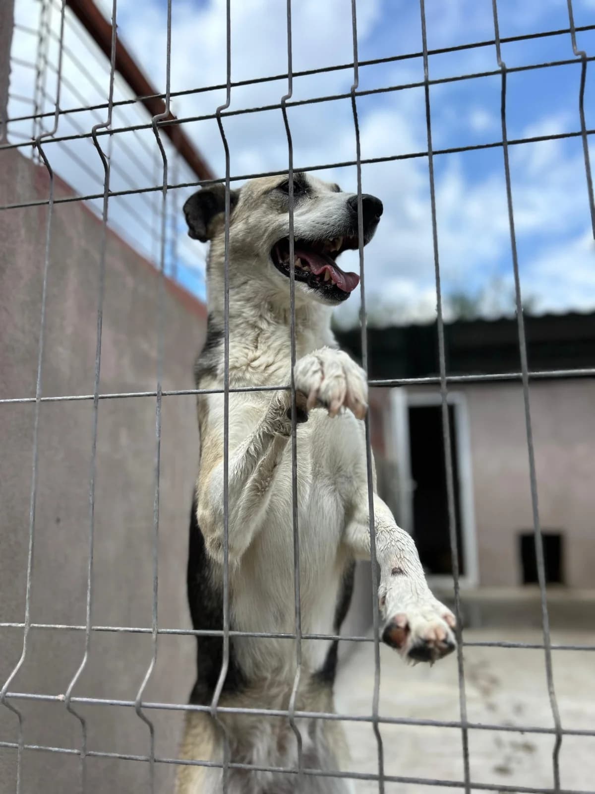 Ada, female Mixed Breed for adoption at Kola Kariola — photo 4 of 7
