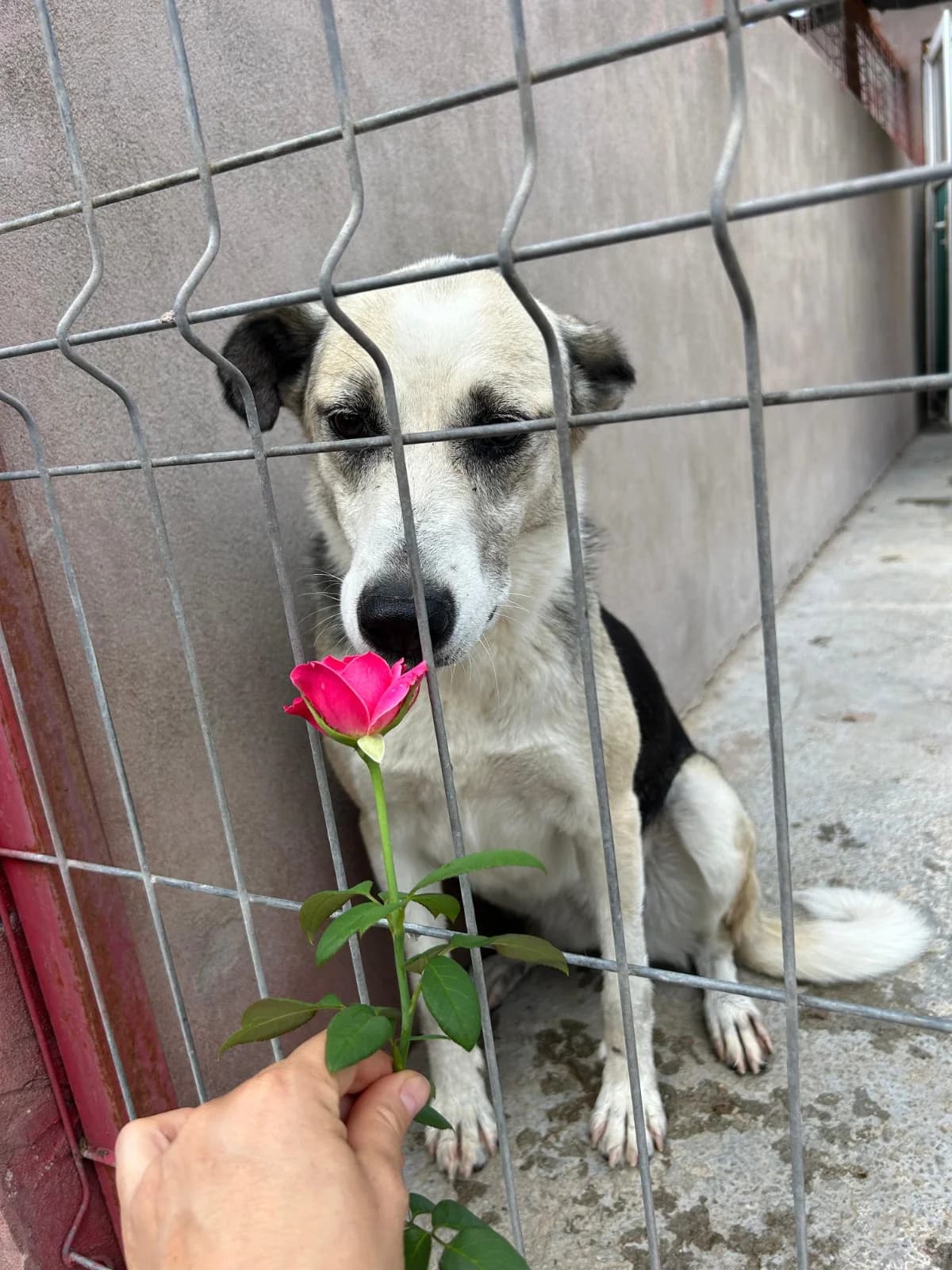 Ada, female Mixed Breed for adoption at Kola Kariola — photo 5 of 7