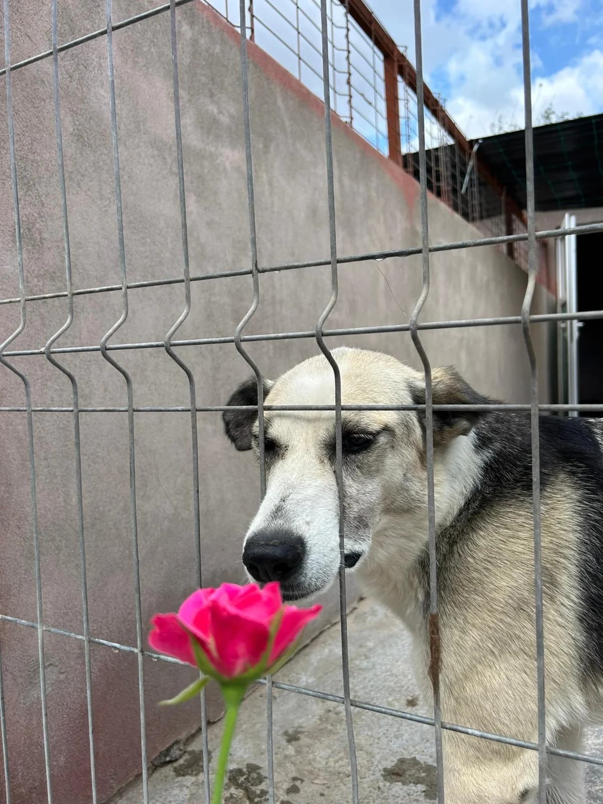 Ada, female Mixed Breed for adoption at Kola Kariola — photo 6 of 7