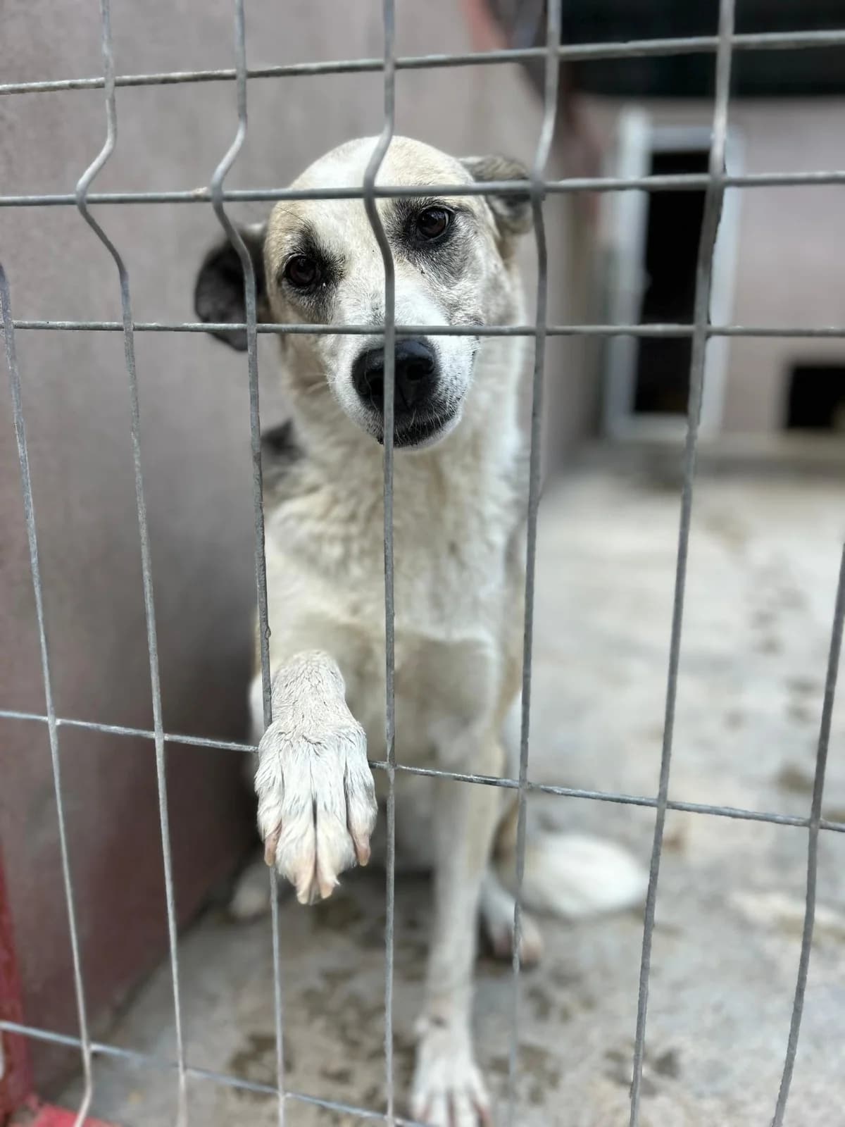 Ada, female Mixed Breed for adoption at Kola Kariola — photo 7 of 7