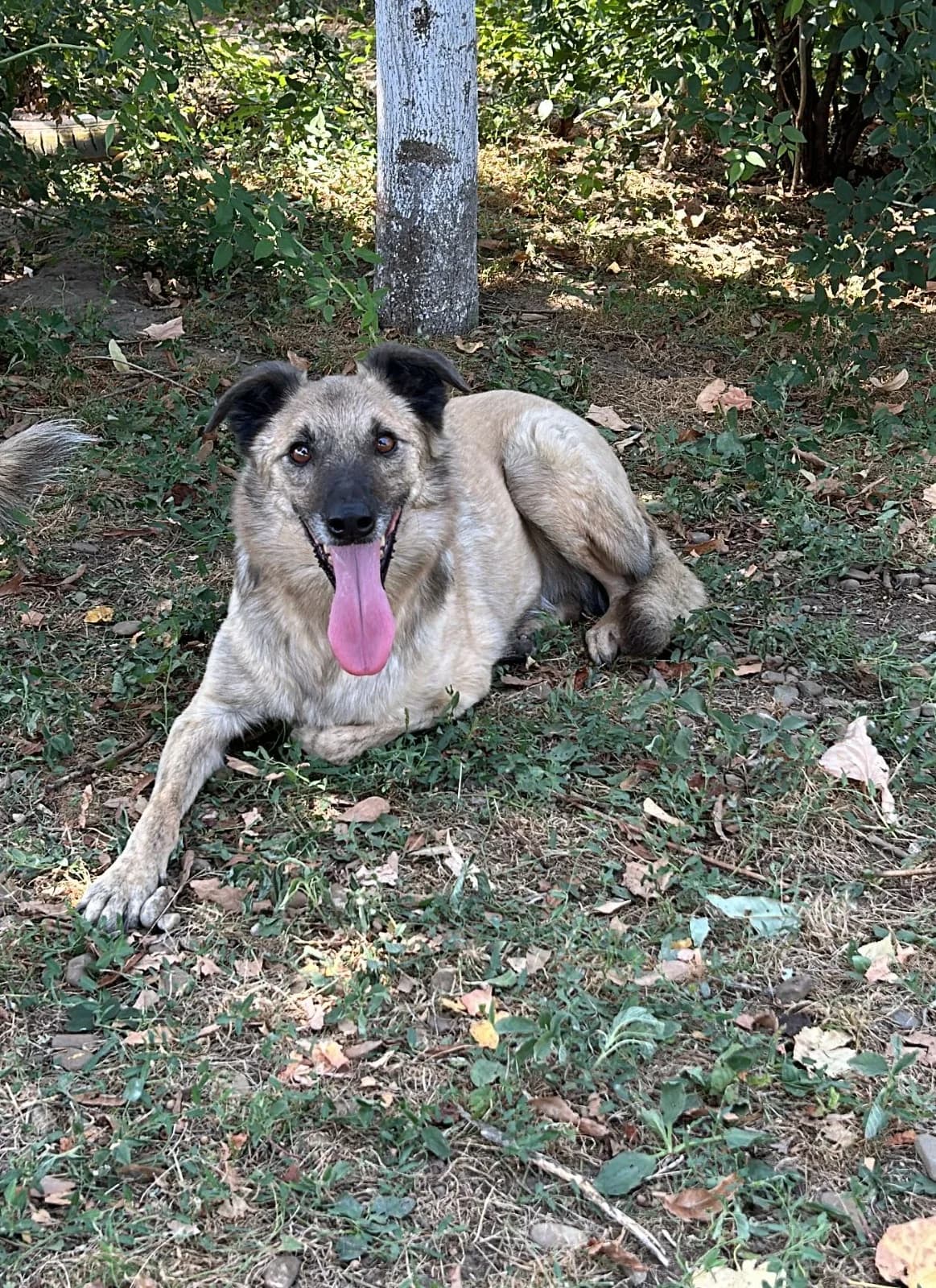 Ares, male Mixed Breed for adoption at Kola Kariola — photo 2 of 6