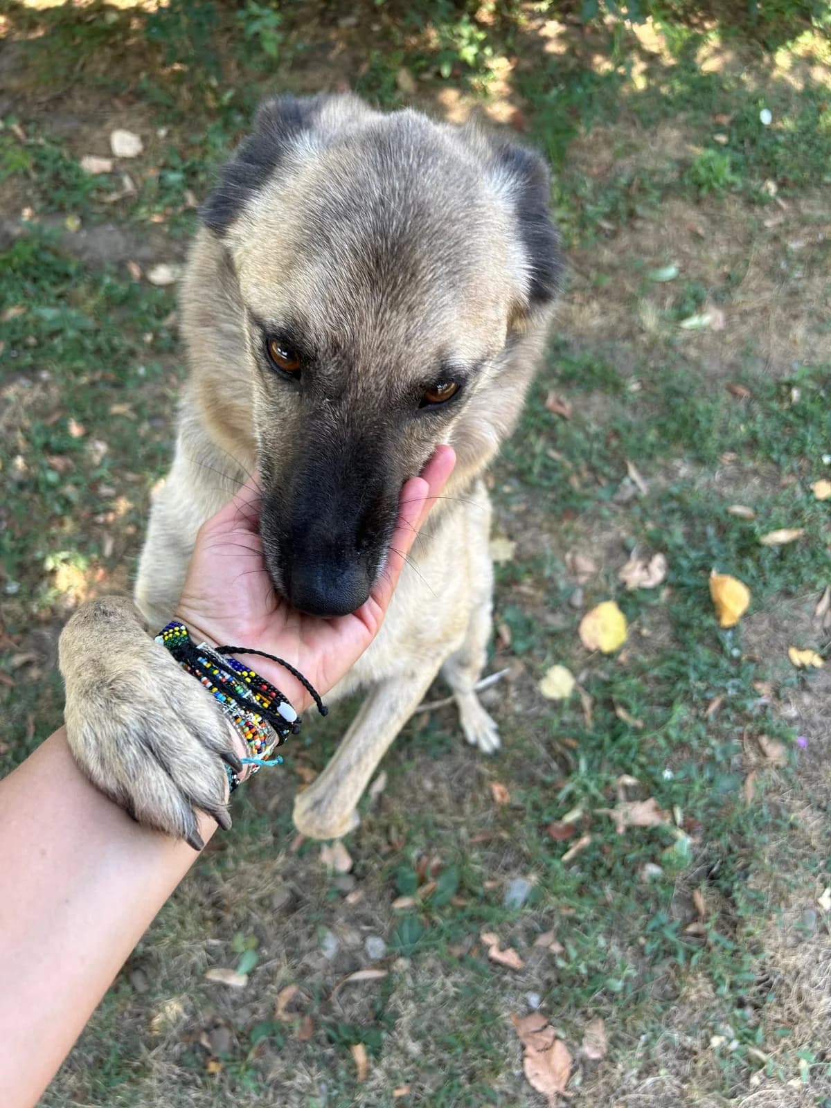 Ares, male Mixed Breed for adoption at Kola Kariola — photo 3 of 6