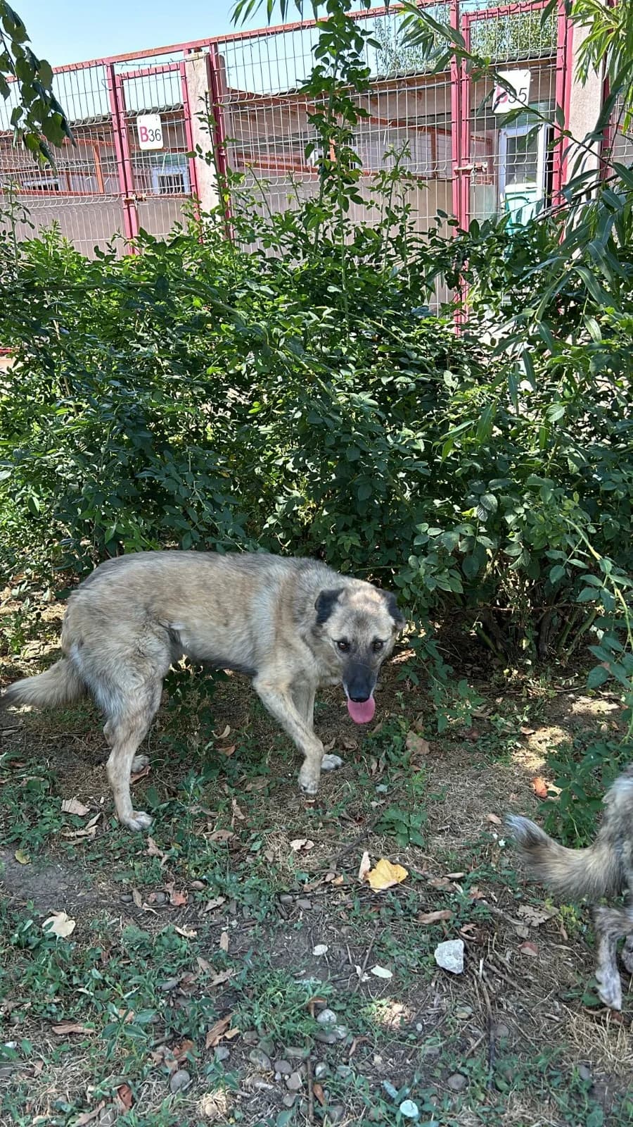 Ares, male Mixed Breed for adoption at Kola Kariola — photo 4 of 6