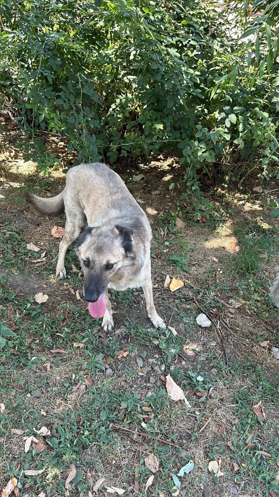 Ares, male Mixed Breed for adoption at Kola Kariola — photo 6 of 6