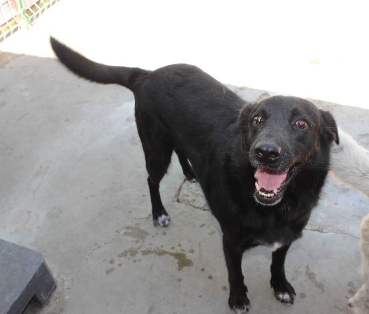 Bruno, male Mixed Breed for adoption at Kola Kariola — photo 2 of 5