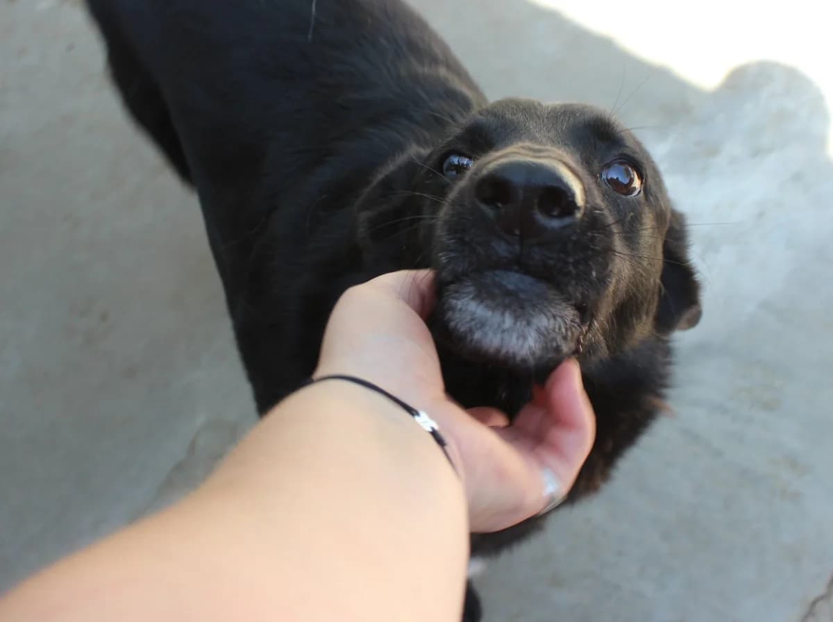 Bruno, male Mixed Breed for adoption at Kola Kariola — photo 3 of 5