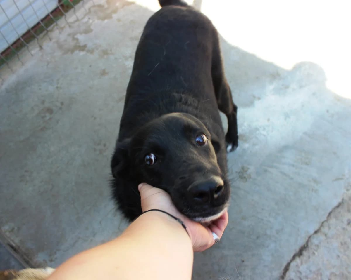 Bruno, male Mixed Breed for adoption at Kola Kariola — photo 4 of 5