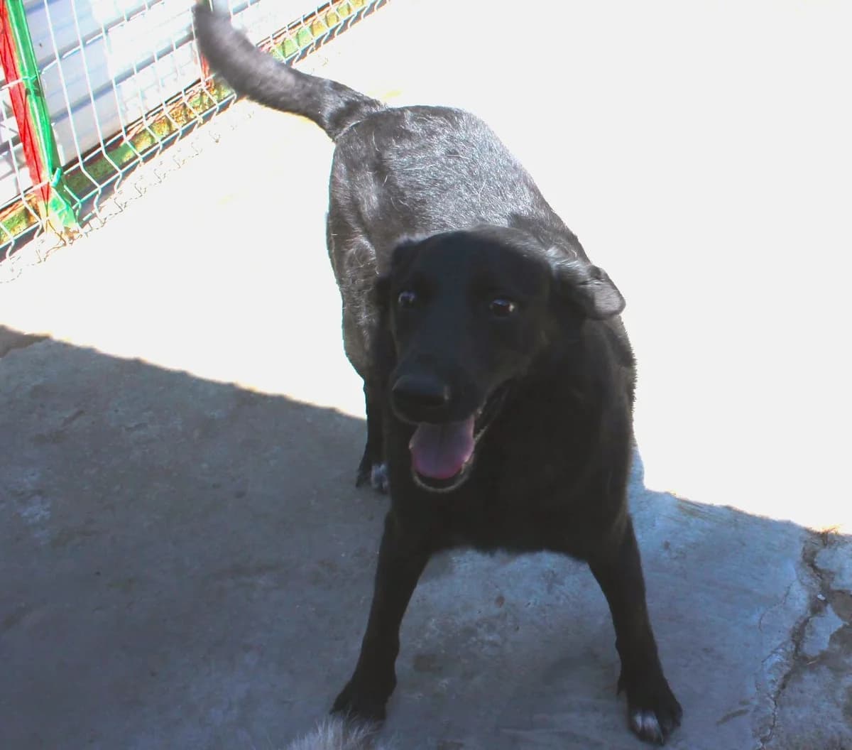 Bruno, male Mixed Breed for adoption at Kola Kariola — photo 5 of 5