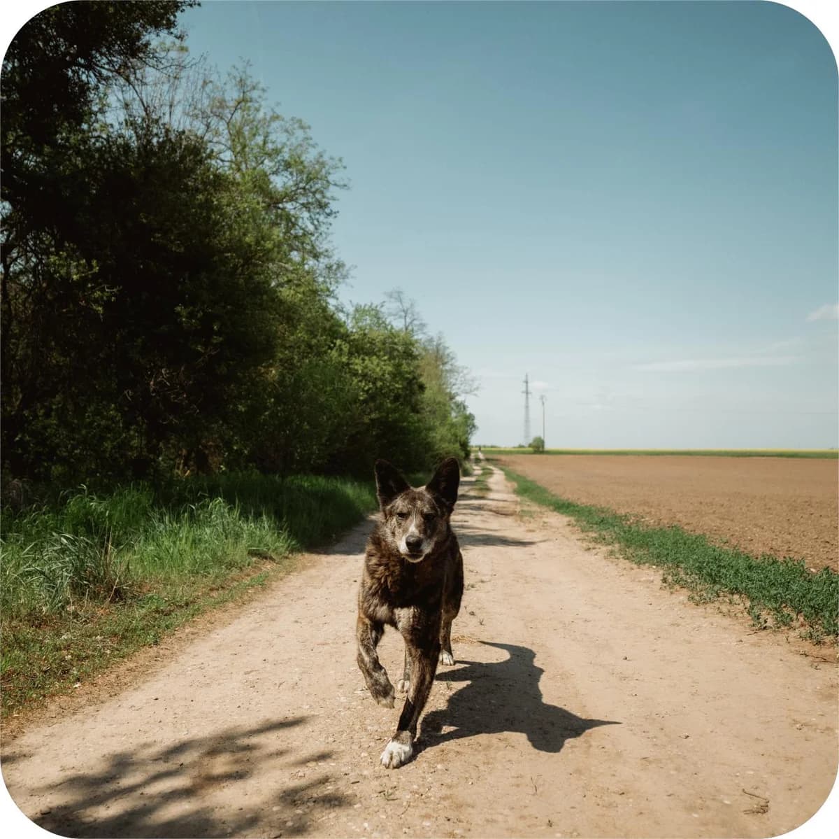 Bursuc, male Mixed Breed for adoption at Kola Kariola — photo 2 of 5