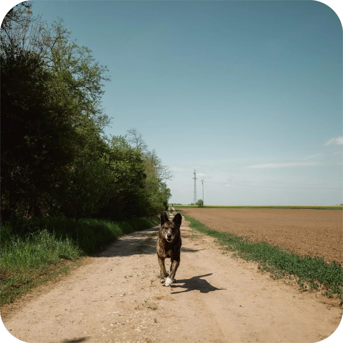 Bursuc, male Mixed Breed for adoption at Kola Kariola — photo 3 of 5