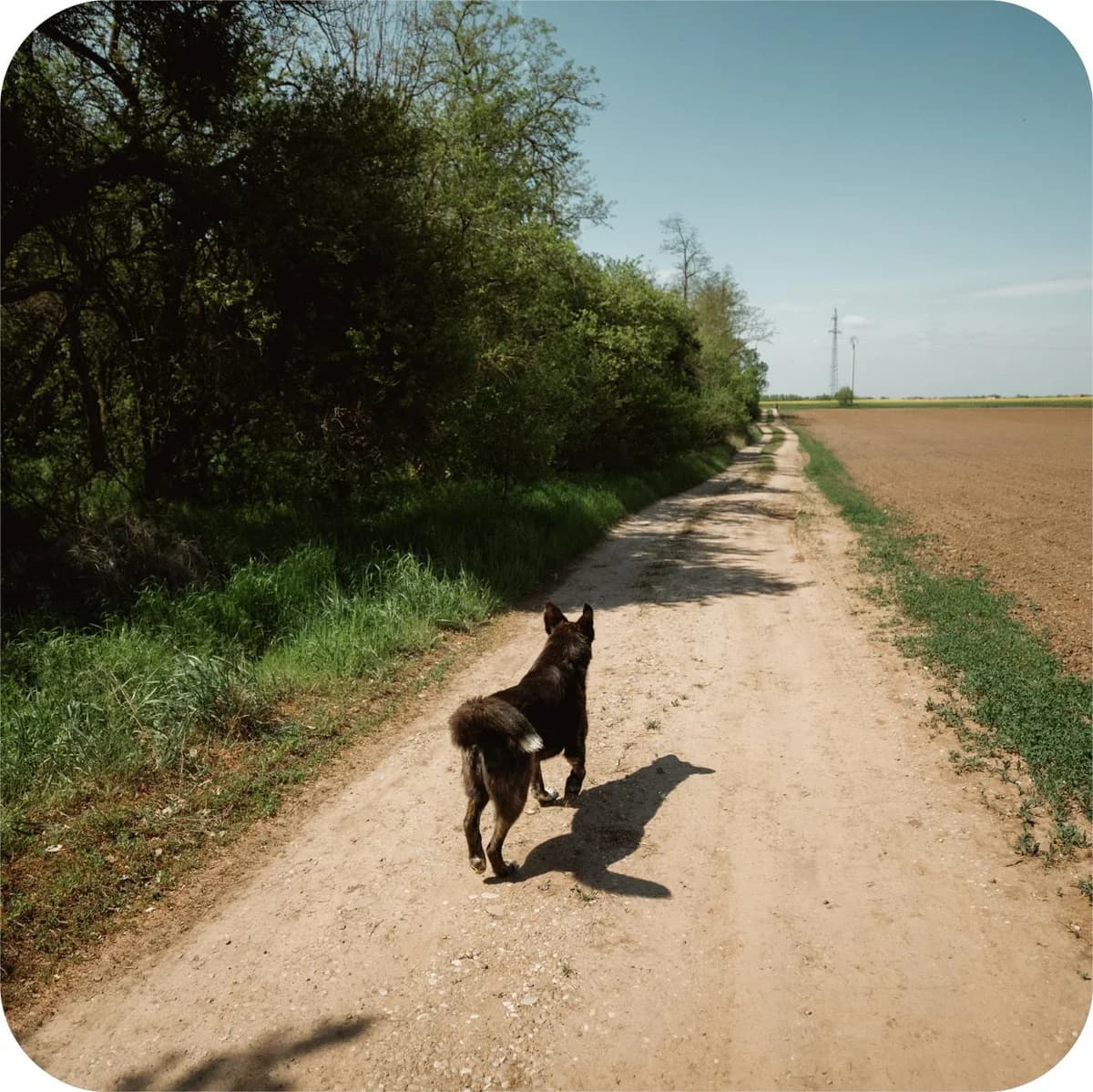 Bursuc, male Mixed Breed for adoption at Kola Kariola — photo 4 of 5