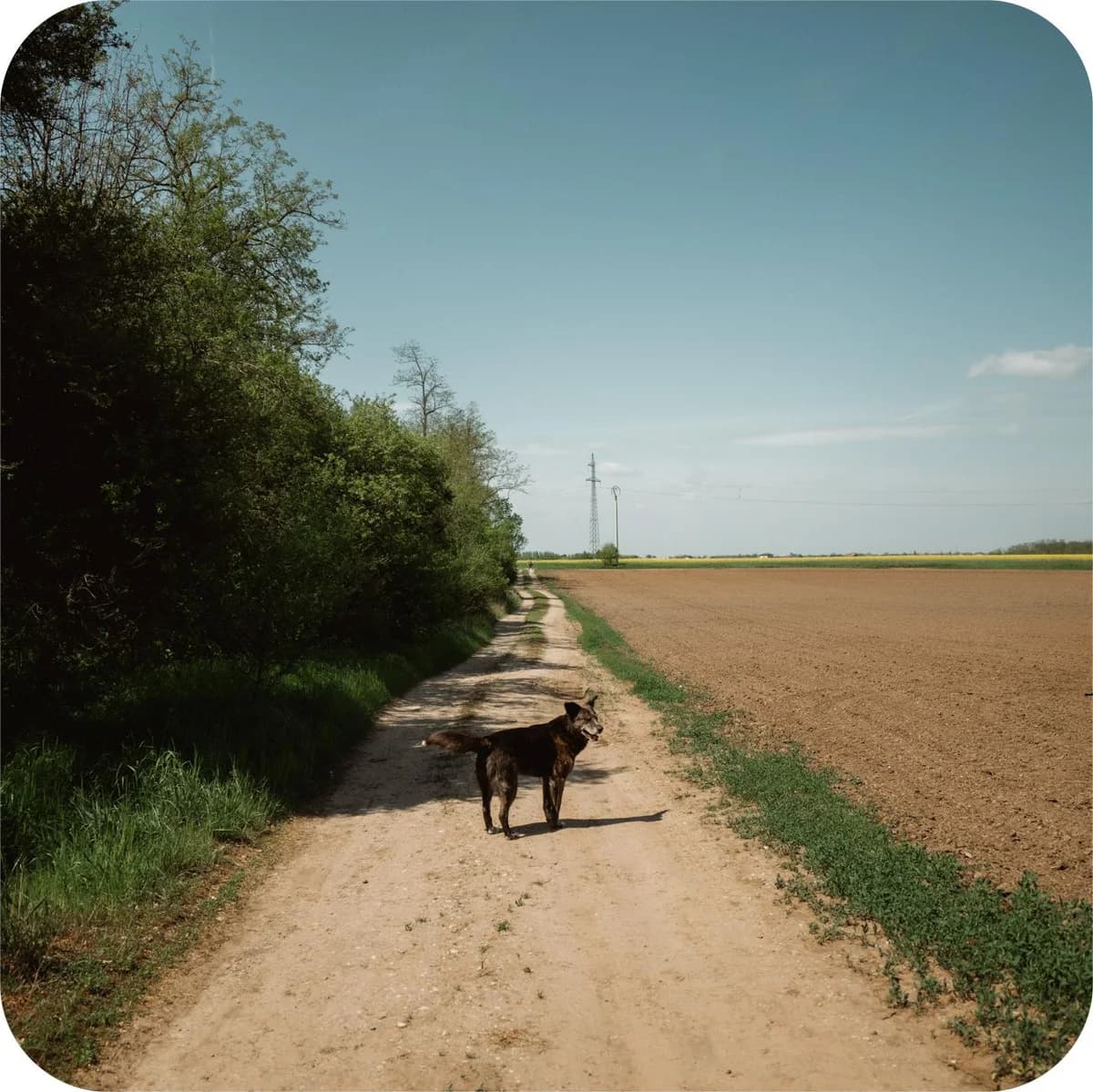 Bursuc, male Mixed Breed for adoption at Kola Kariola — photo 5 of 5