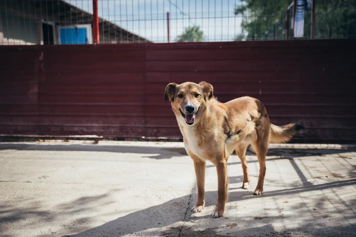 Constănțeanu, male Mixed Breed for adoption at Kola Kariola — photo 2 of 7