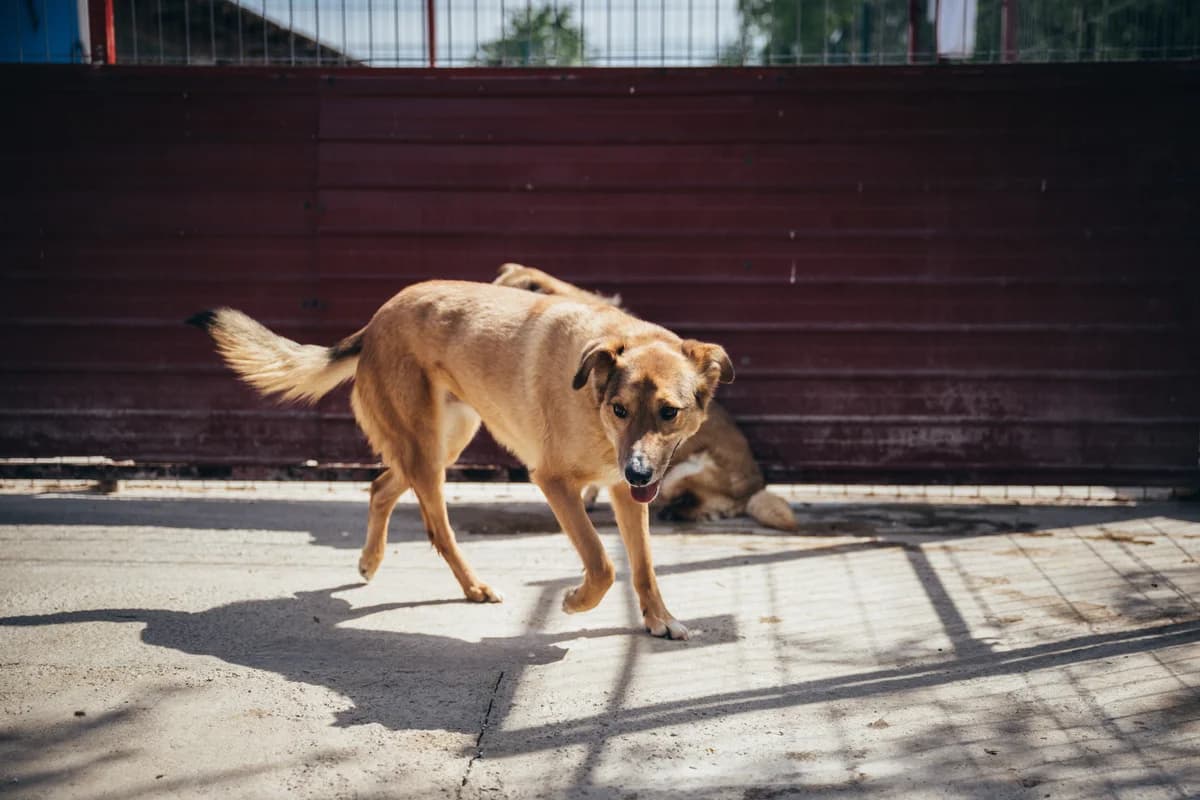 Constănțeanu, male Mixed Breed for adoption at Kola Kariola — photo 3 of 7