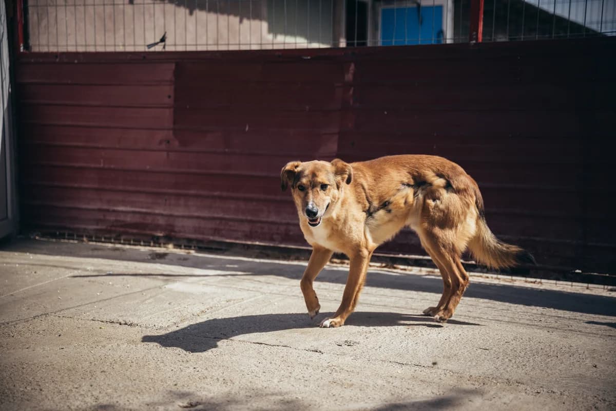 Constănțeanu, male Mixed Breed for adoption at Kola Kariola — photo 4 of 7