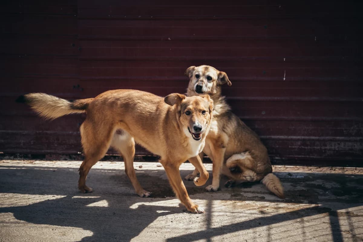 Constănțeanu, male Mixed Breed for adoption at Kola Kariola — photo 5 of 7