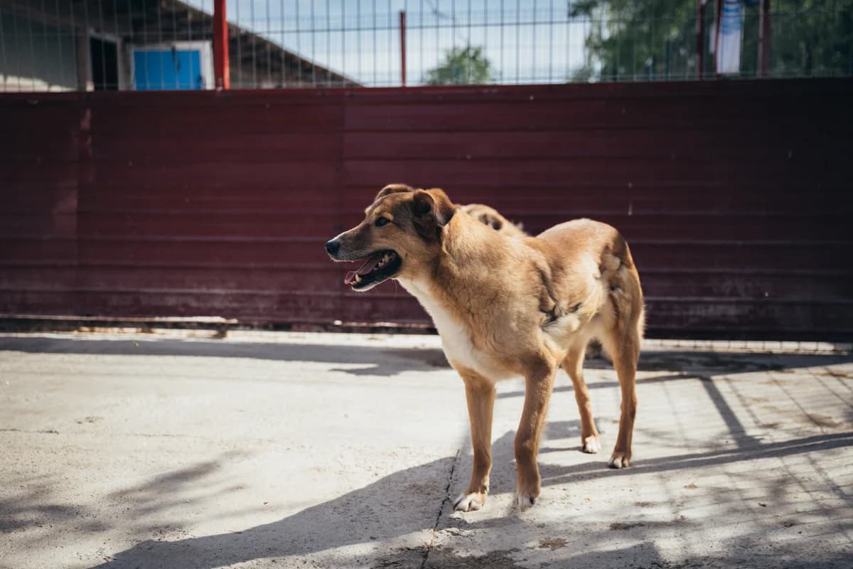 Constănțeanu, male Mixed Breed for adoption at Kola Kariola — photo 6 of 7