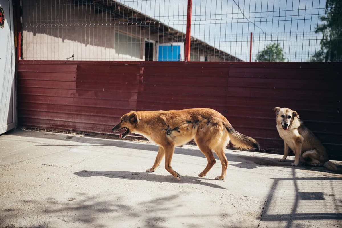 Constănțeanu, male Mixed Breed for adoption at Kola Kariola — photo 7 of 7