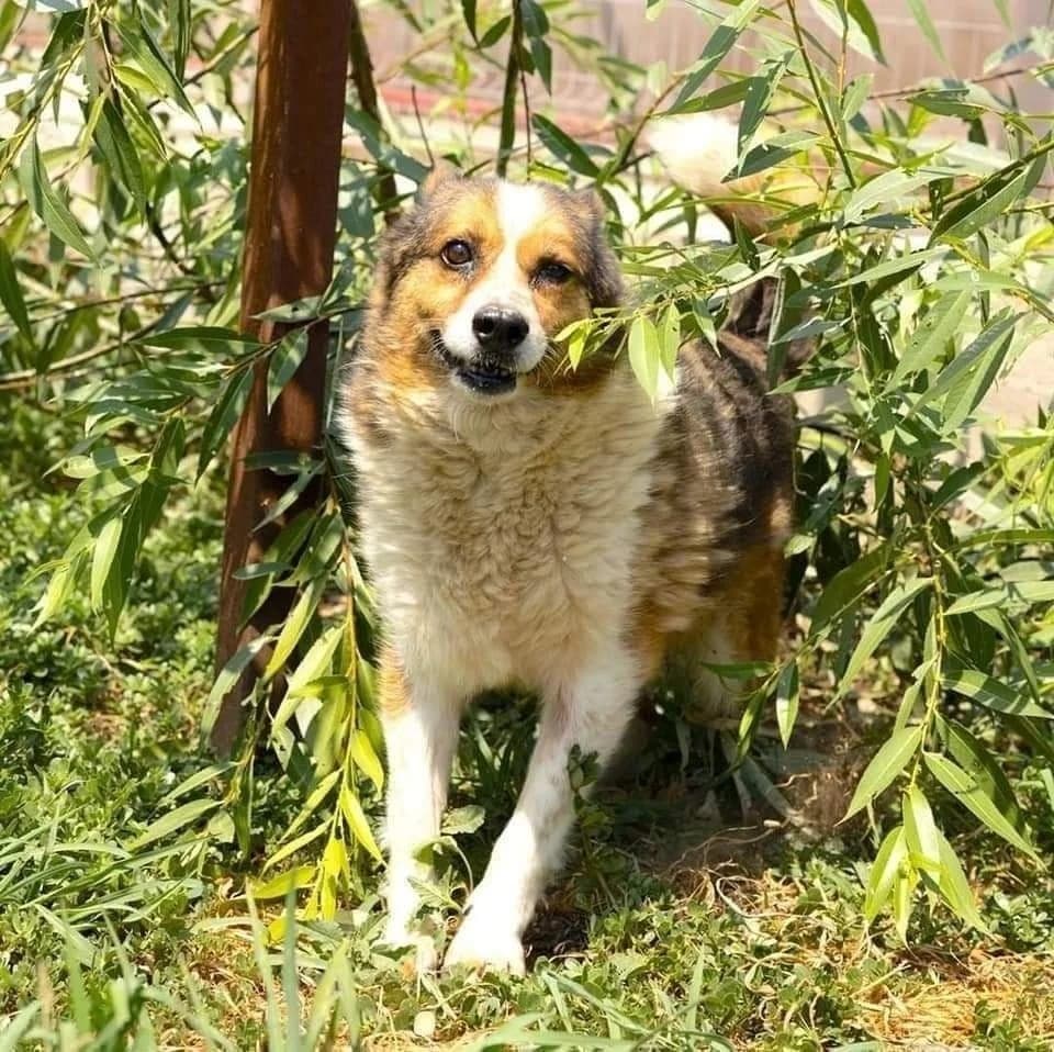 Cutiuță, male Mixed Breed for adoption at Kola Kariola — photo 2 of 5