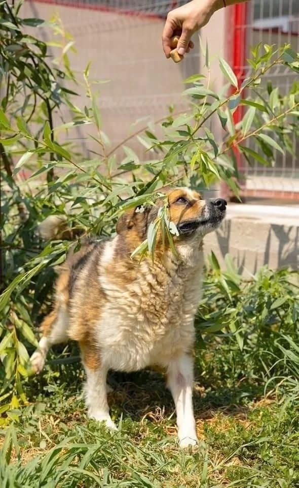 Cutiuță, male Mixed Breed for adoption at Kola Kariola — photo 3 of 5