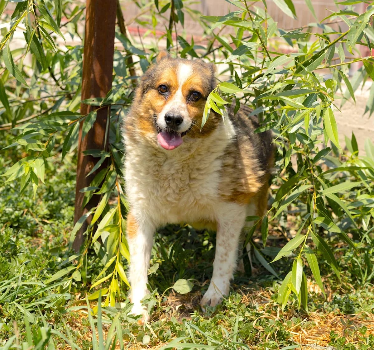 Cutiuță, male Mixed Breed for adoption at Kola Kariola — photo 4 of 5