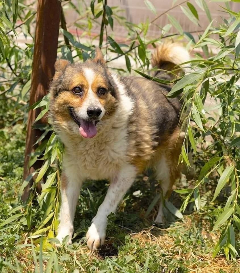 Cutiuță, male Mixed Breed for adoption at Kola Kariola — photo 5 of 5