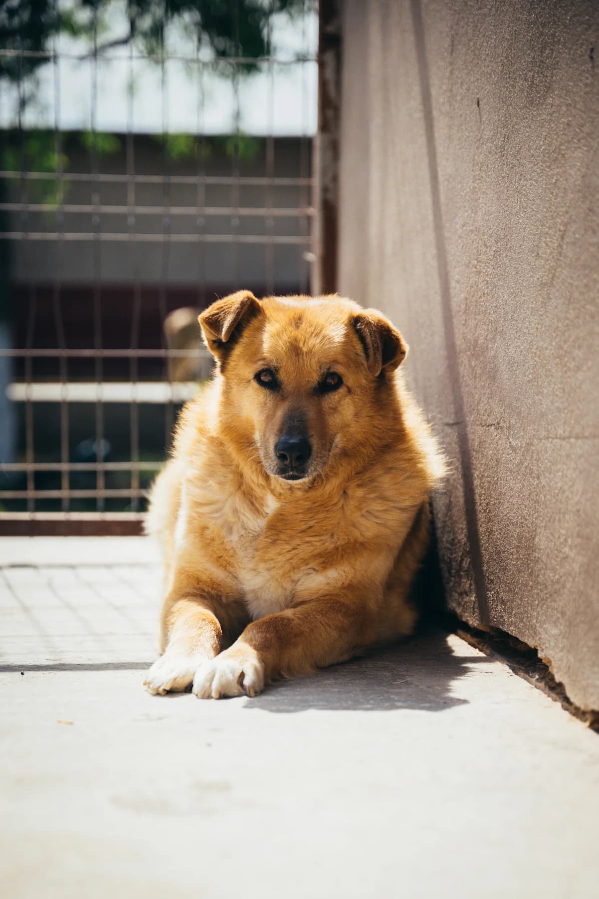 Dara, female Mixed Breed for adoption at Kola Kariola — photo 2 of 7
