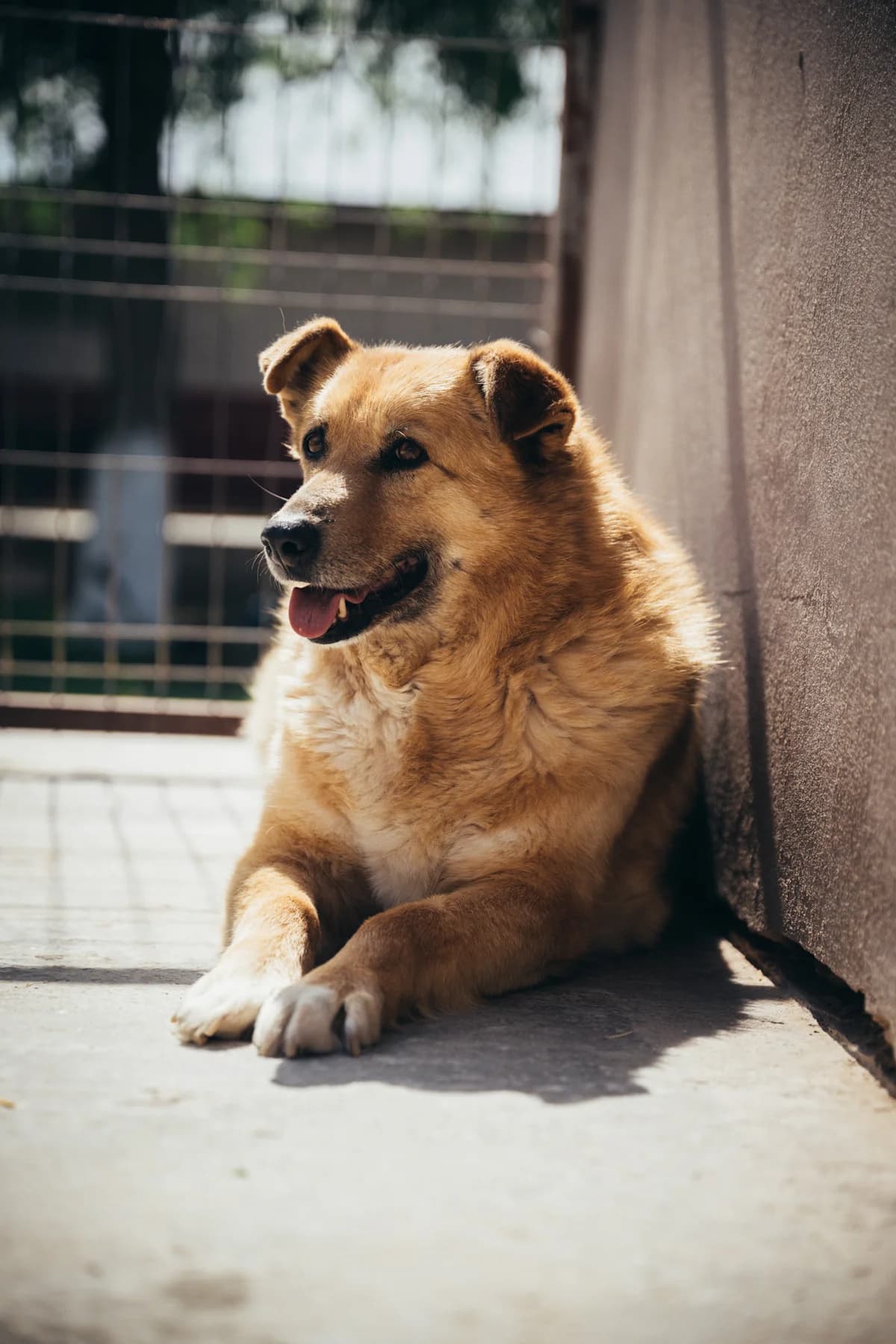Dara, female Mixed Breed for adoption at Kola Kariola — photo 4 of 7