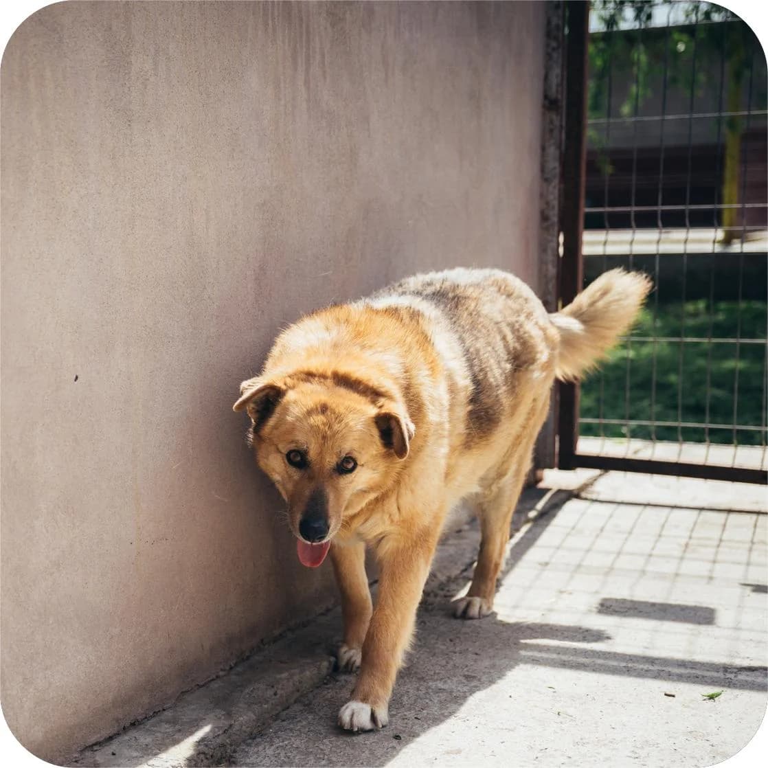 Dara, female Mixed Breed for adoption at Kola Kariola — photo 5 of 7