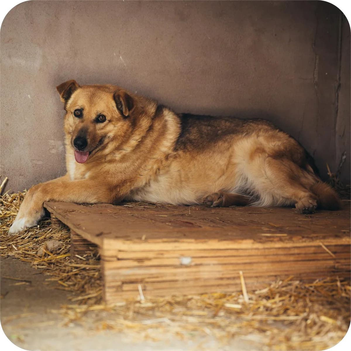 Dara, female Mixed Breed for adoption at Kola Kariola — photo 6 of 7