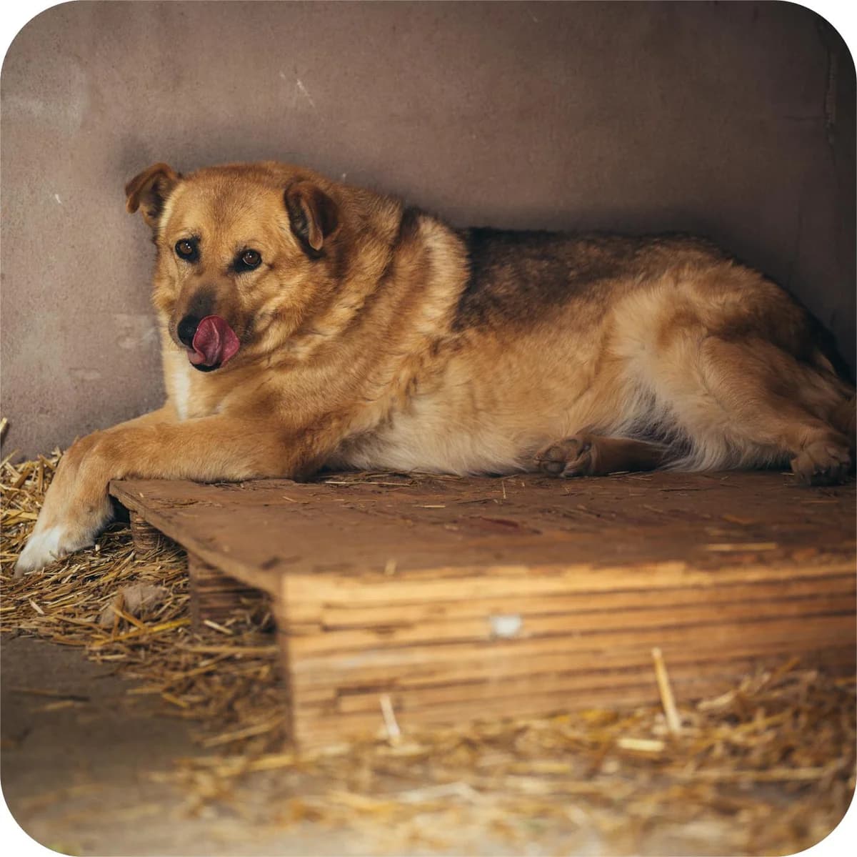 Dara, female Mixed Breed for adoption at Kola Kariola — photo 7 of 7