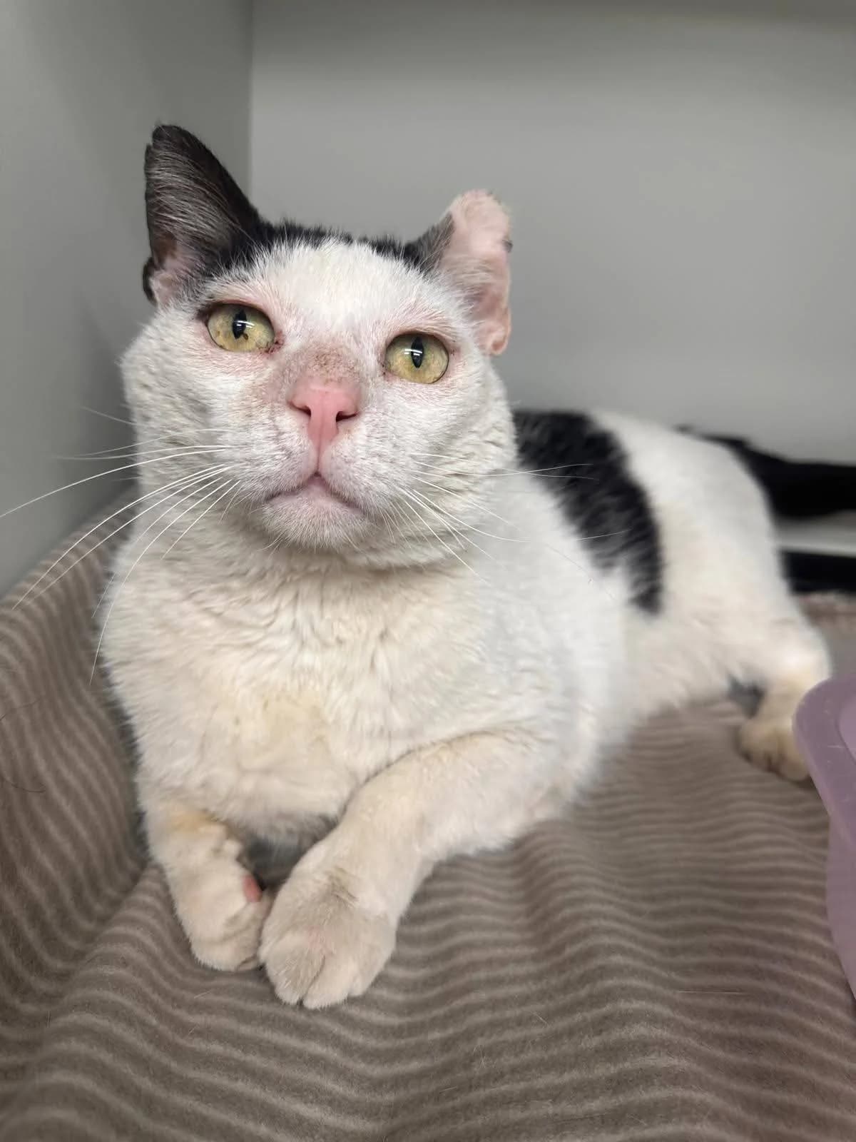 Gheruta, male Mixed Breed for adoption at Kola Kariola — photo 2 of 5