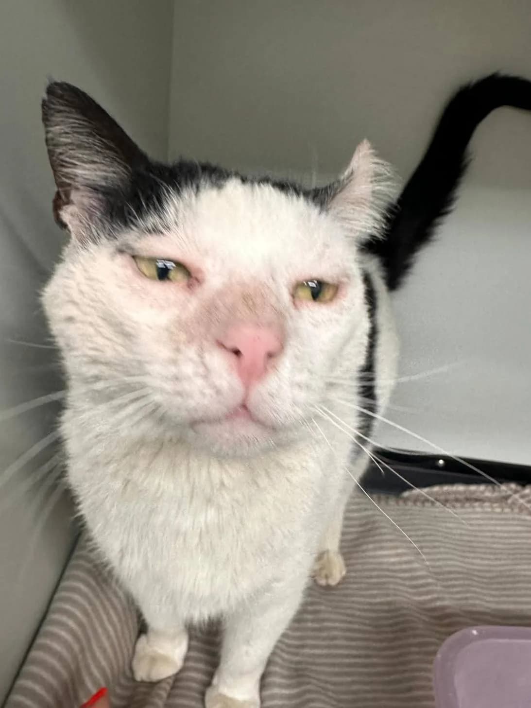 Gheruta, male Mixed Breed for adoption at Kola Kariola — photo 3 of 5