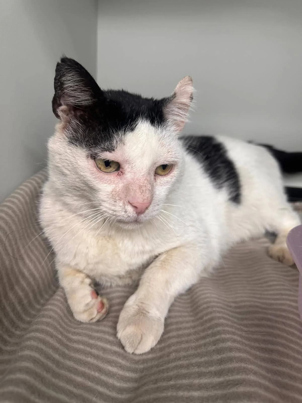 Gheruta, male Mixed Breed for adoption at Kola Kariola — photo 4 of 5