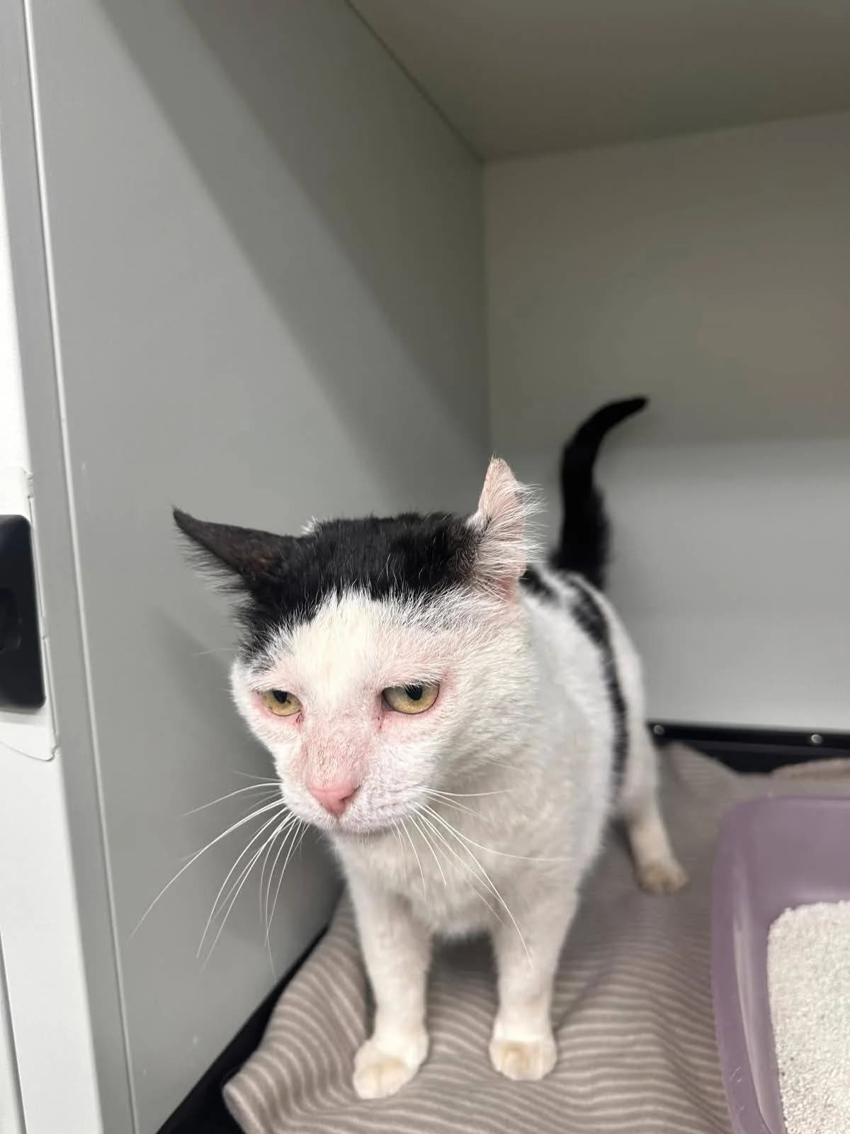 Gheruta, male Mixed Breed for adoption at Kola Kariola — photo 5 of 5