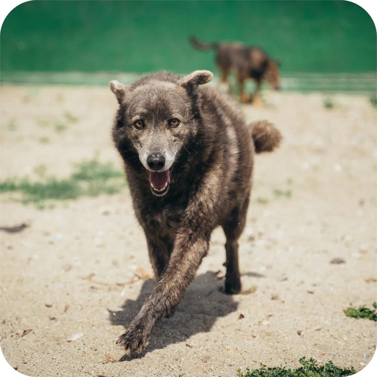 Griuța, female Mixed Breed for adoption at Kola Kariola — photo 2 of 6