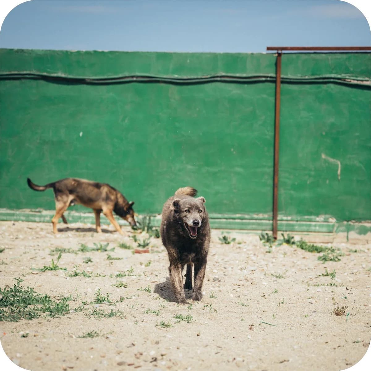 Griuța, female Mixed Breed for adoption at Kola Kariola — photo 3 of 6