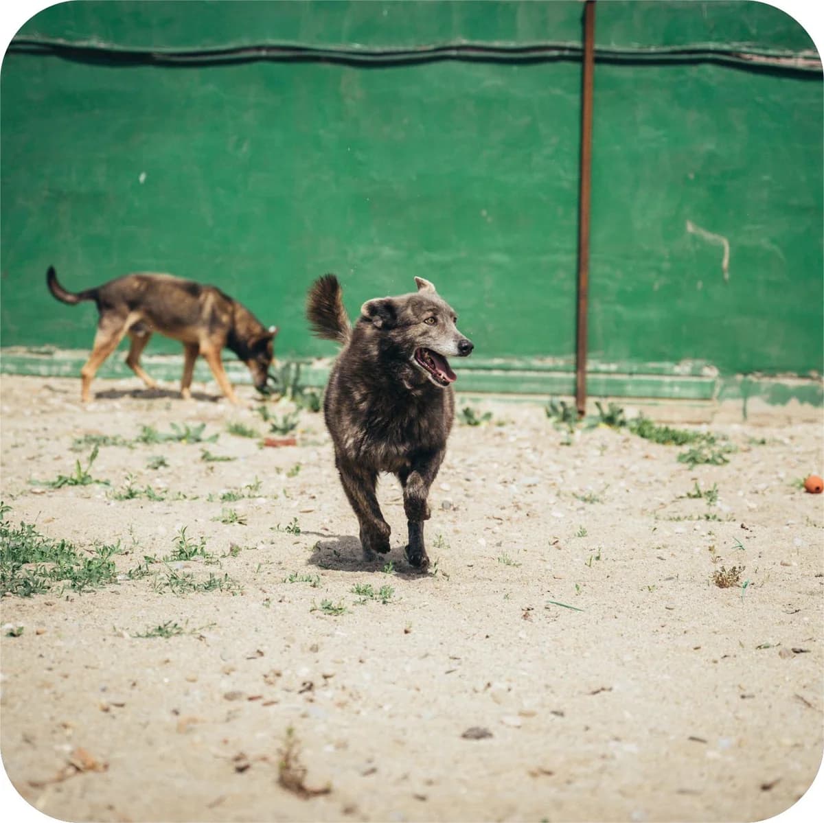 Griuța, female Mixed Breed for adoption at Kola Kariola — photo 5 of 6