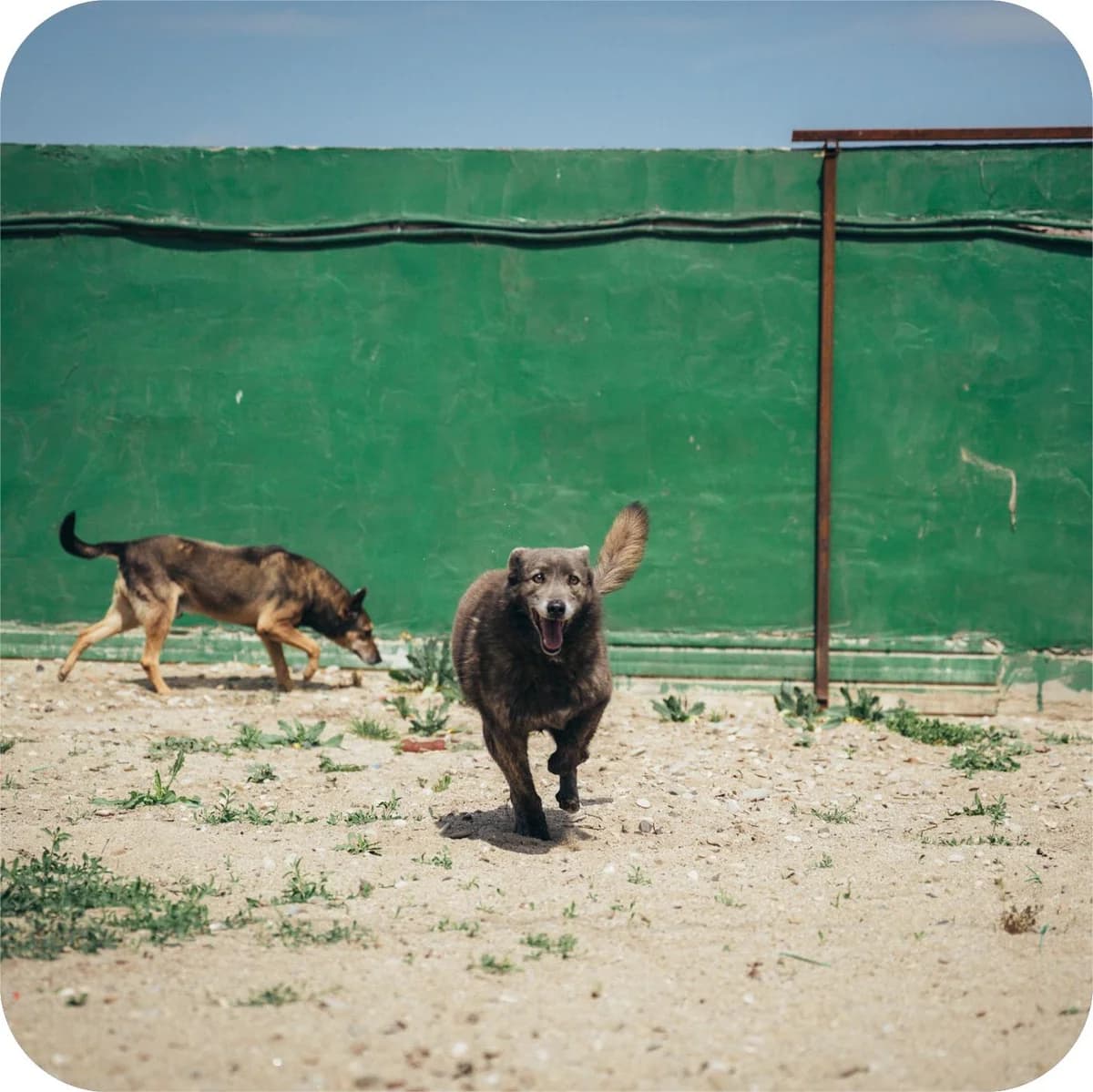 Griuța, female Mixed Breed for adoption at Kola Kariola — photo 6 of 6