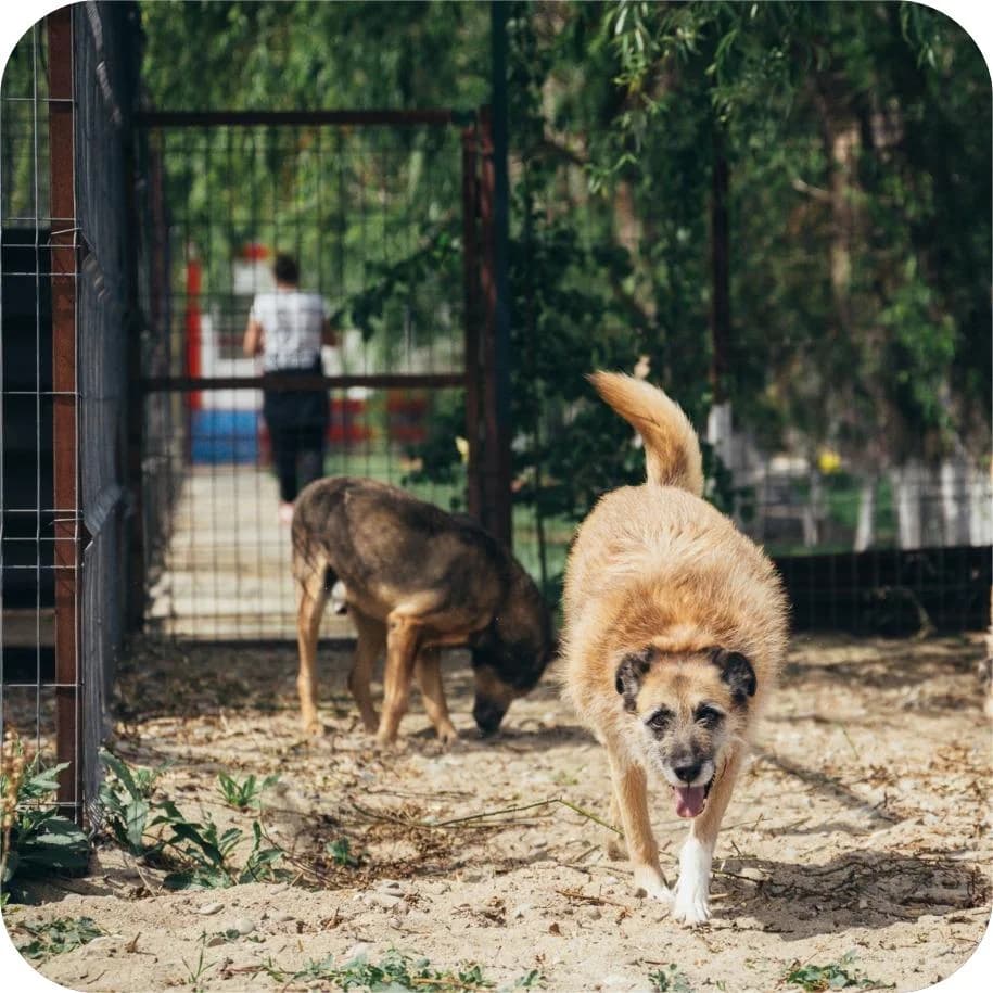 Honey, female Mixed Breed for adoption at Kola Kariola — photo 2 of 8